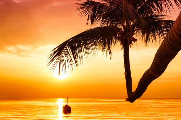 istock Coconut palm trees against colorful sunset 1011165874