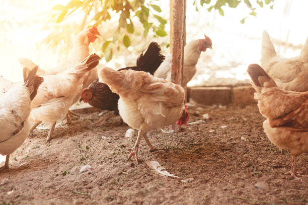 istock Roosters And Chickens In Their Chicken Coop. 1011166114