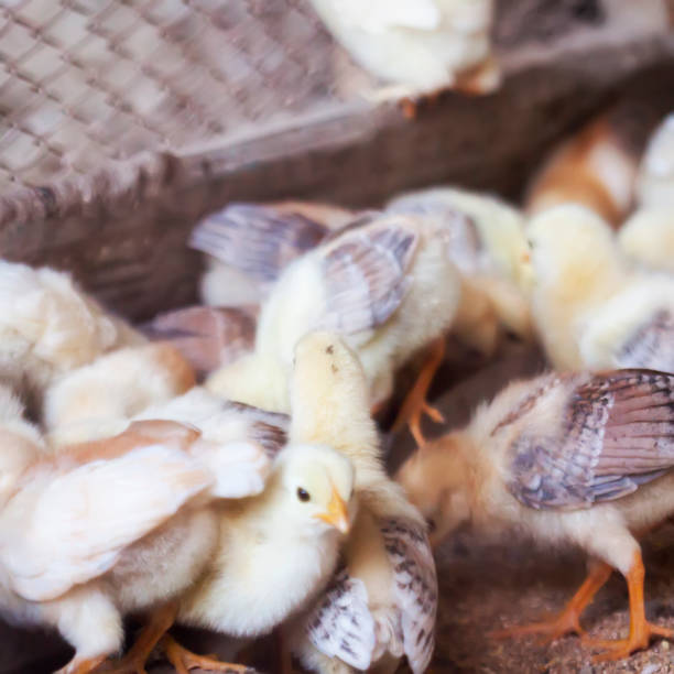 istock Barn full of little young yellow chickens. 1011166422