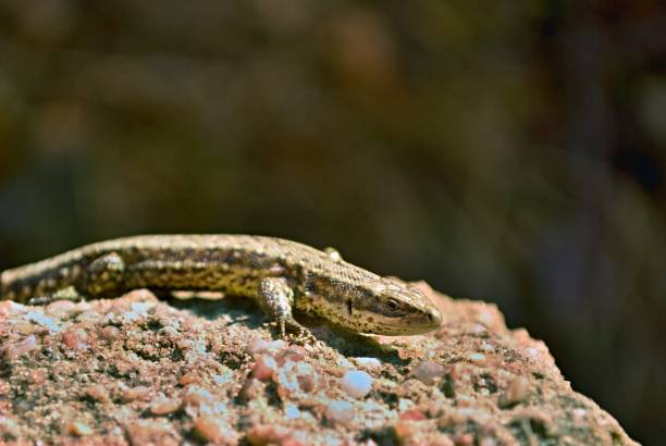 istock Common wall lizard in the sun on a rock 1011168698