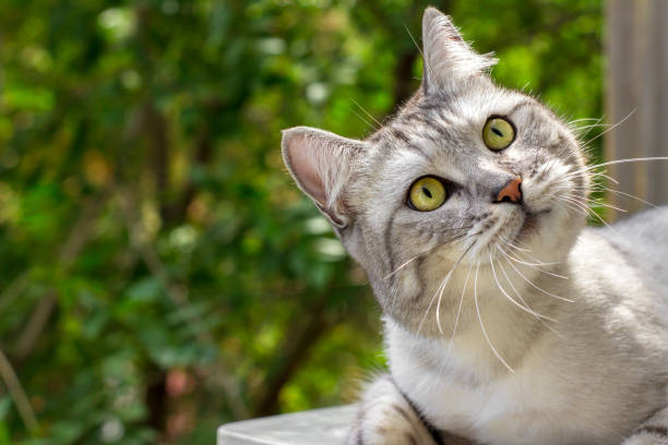 istock Gray cat with expressive eyes looks on green garden blurred background 1011172502