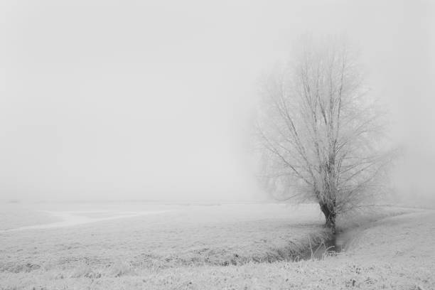 istock Solitary tree in a frozen winter landscape 1011172628