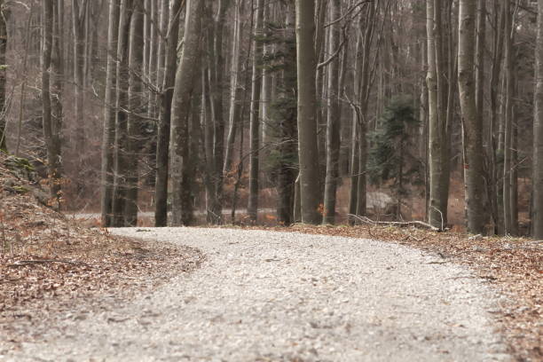 Gravel Road in Forest