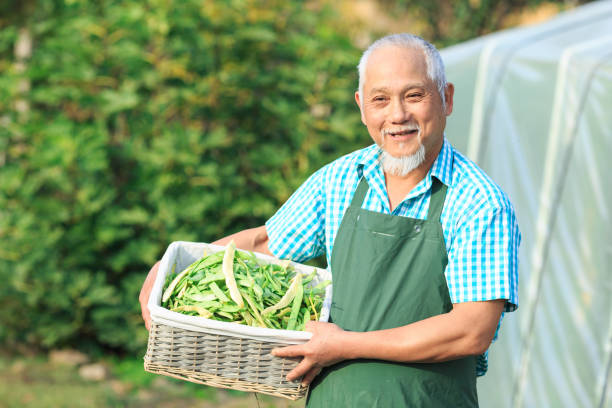 istock Mature farmer harversting green beans 1011176168