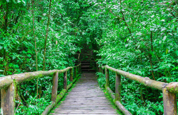 istock Old wood bridge in jungle after rainy day. 1011176366