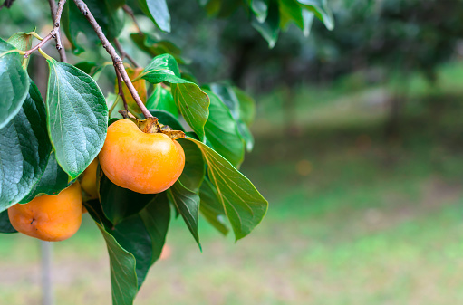 Fresh ripe orange green on the tree in the green garden orchard