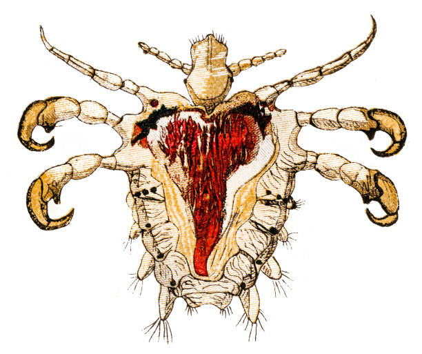 20+ Grafiken, lizenzfreie und Clipart zu Filzlaus iStock