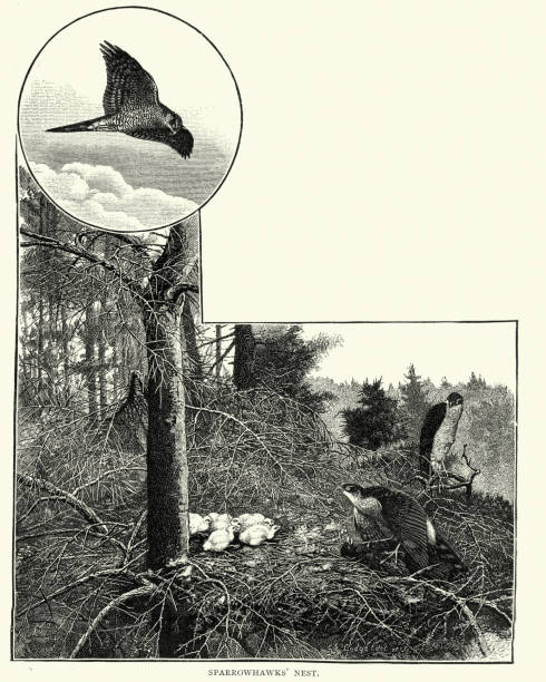ilustrações, clipart, desenhos animados e ícones de ninho dos sparrowhawks com pintos - retro revival old fashioned animal sparrowhawk