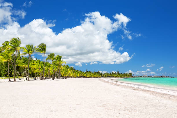 istock Coconut Palm trees on white sandy beach 1011187778