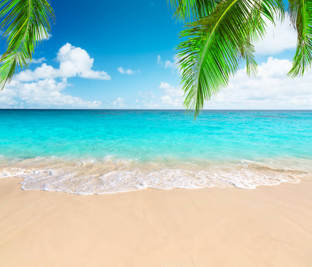 istock Coconut palm trees against blue sky and beautiful beach 1011187864