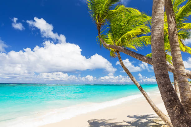 istock Coconut Palm trees on white sandy beach 1011190012
