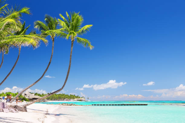istock Coconut Palm trees on white sandy beach 1011190030