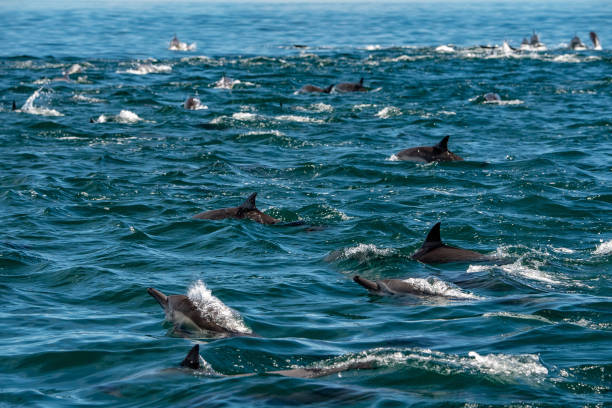 istock huge group of common dolphin jumping outside the ocean 1011190204