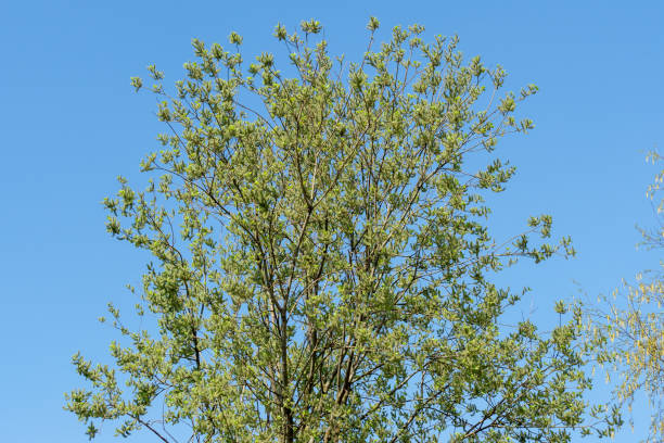 salix caprea, saule ou un grand arbuste cireux, caduques. fond d’arbres et le ciel bleu clair - goat willow photos et images de collection