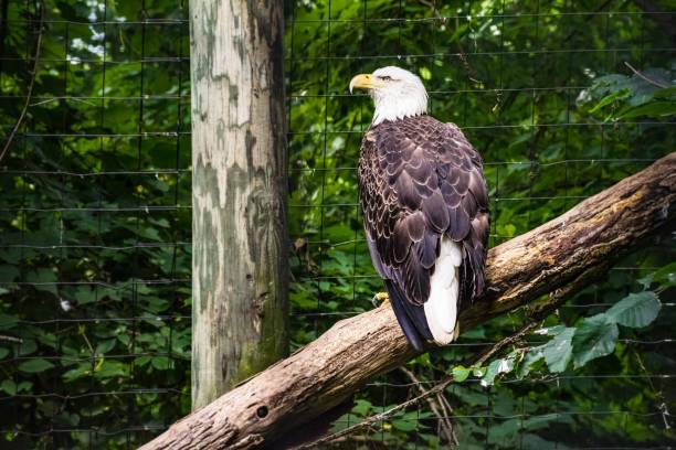 istock Profile view of a Bald Eagle standing on a branch. 1011193578