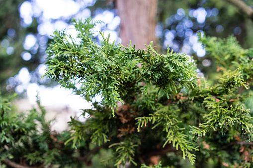 Evergreen cypress tree leaves and branch, cupressaceae lycopodiodies