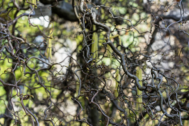 istock close up of corkscrew hazel also known as corylus avellana contorta 1011197586