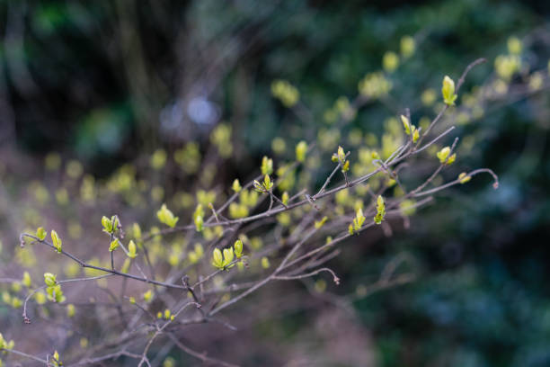 istock fragile plant with yellow bud, ligustrum obtusifolium 1011197800