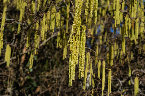 full frame of yellow corkscrew hazel also known as corylus avellana contorta corylaceae