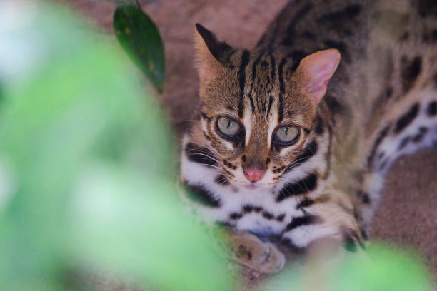 Leopard cat (Prionailurus bengalensis)Looking up at you through the leaves. Leopard cat (Prionailurus bengalensis)Looking up at you through the leaves. prionailurus bengalensis stock pictures, royalty-free photos & images