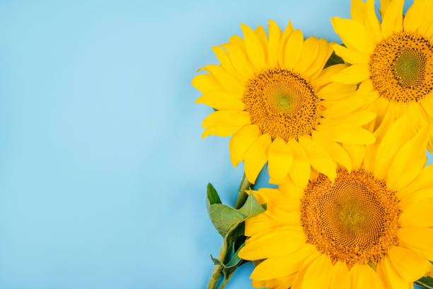 istock Sunflower bouquet on blue background 1011208626