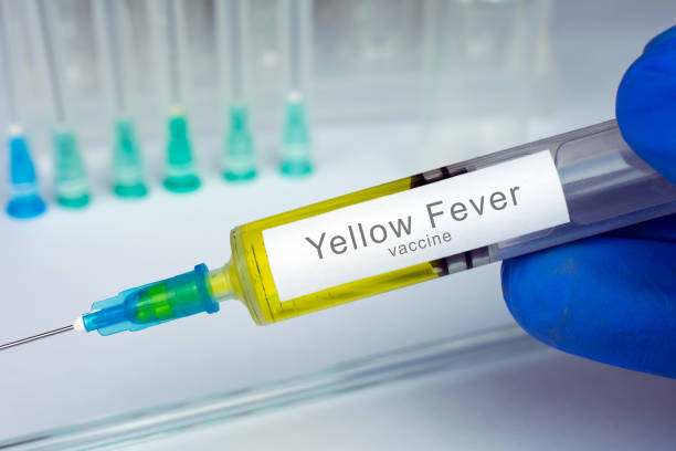 Hands of doctor or nurse in medical gloves with medical syringe ready for injection a shot of Yellow Fever vaccine. close up, selective focus stock photo