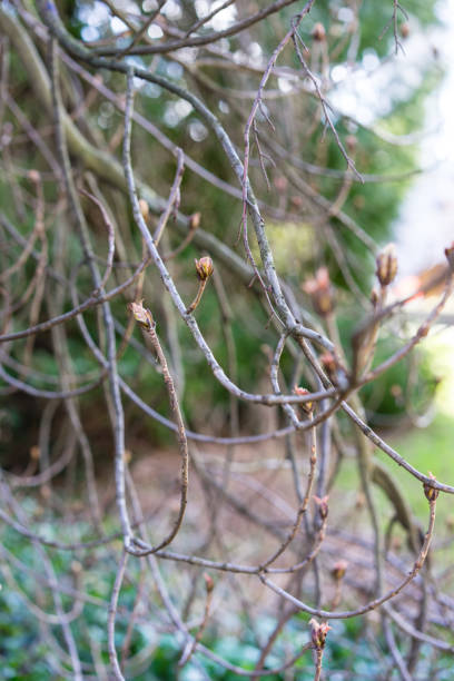 istock small branch boughs of aesculus hippocastanum tree 1011210856