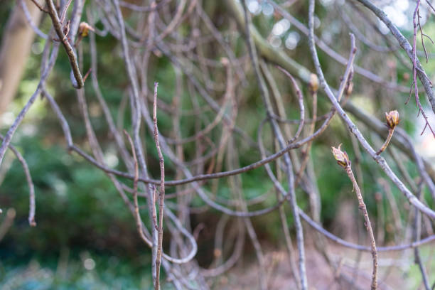 istock small branch boughs of aesculus hippocastanum tree 1011212958