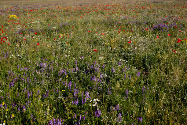 istock Armenia ,mountain flowers 1011212976