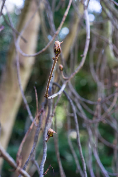 istock small branch boughs of aesculus hippocastanum tree 1011212990