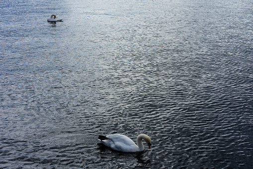 concept photo of two swan swimming in lake water with ripples