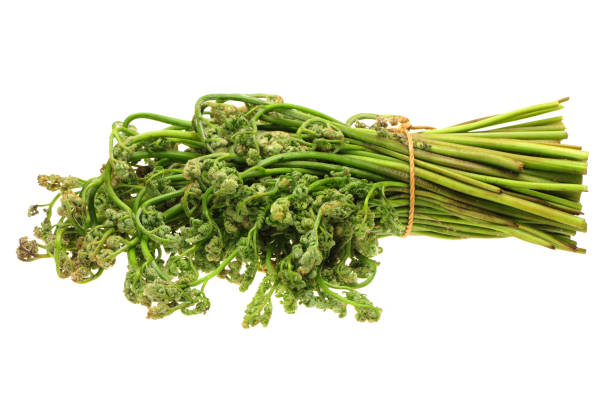 istock Bracken fern (Pteridium aquilinum) is suitable for canning - isolated on white background 1011217758