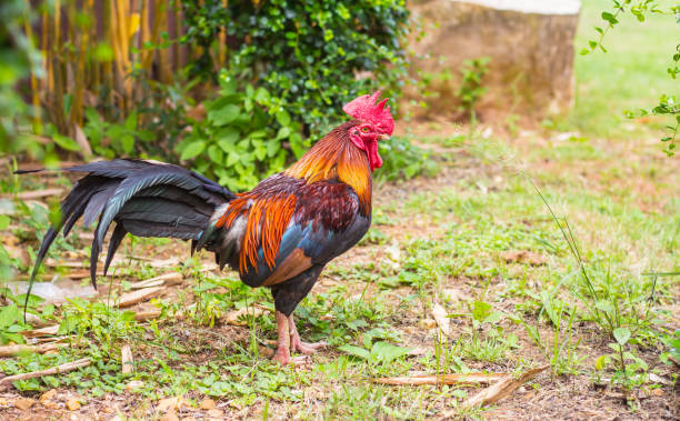 istock rooster on green nature background 1011221026