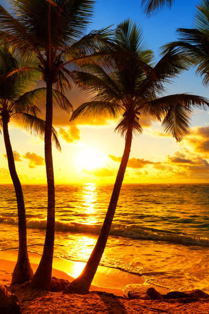 istock Coconut palm trees against colorful sunset 1011231992