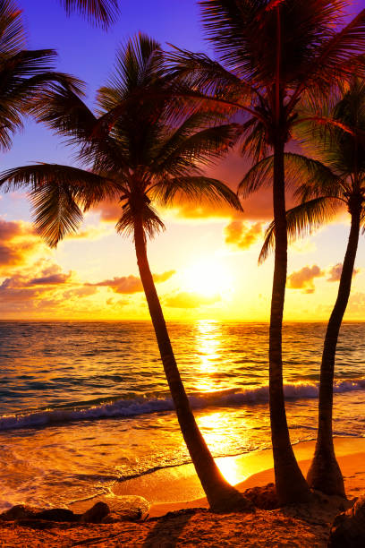 istock Coconut palm trees against colorful sunset 1011232102