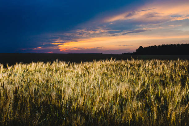 istock Field of rye and cloudy sky at sunset 1011232712