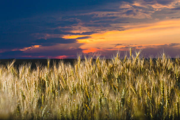 istock Field of rye and cloudy sky at sunset 1011232730