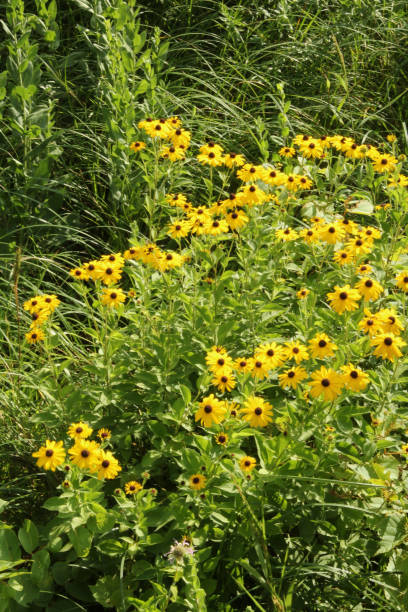 istock Cluster of Black Eyed Susan 1011235408