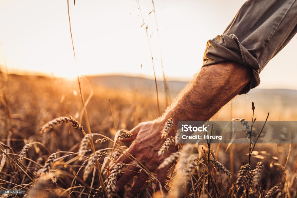 Granjero de tocar las cabezas doradas de trigo mientras caminando campo a través - Foto de stock de Trigo libre de derechos