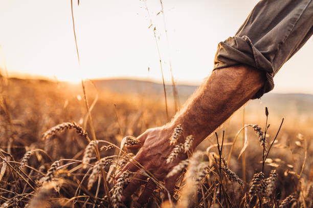 Farmer touching golden heads of wheat while walking through field Farmer touching golden heads of wheat while walking through field abundance stock pictures, royalty-free photos & images