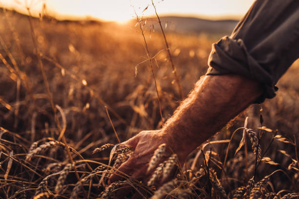 istock Farmer touching golden heads of wheat while walking through field 1011236498