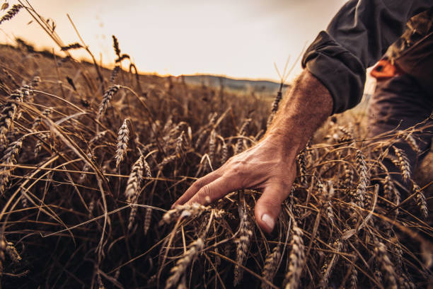 istock Farmer touching golden heads of wheat while walking through field 1011236920