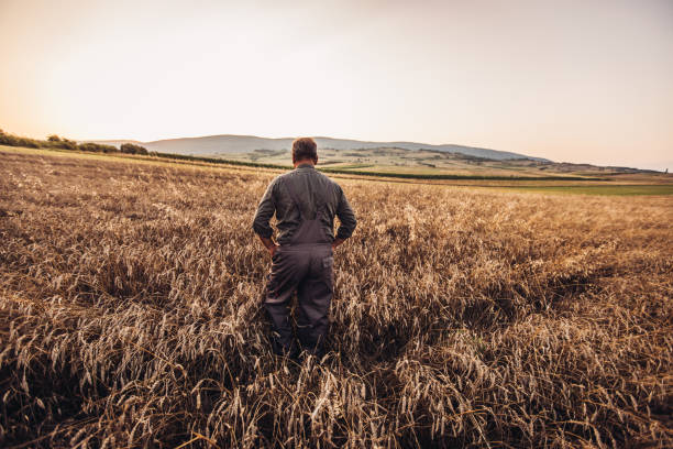 istock Farmer in yellow wheat meadow .Freedom concept 1011241142