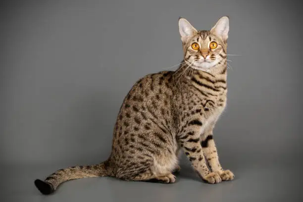 Photo of Savannah cat