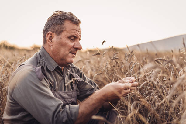 istock Farmer holding whole wheat crops 1011241626