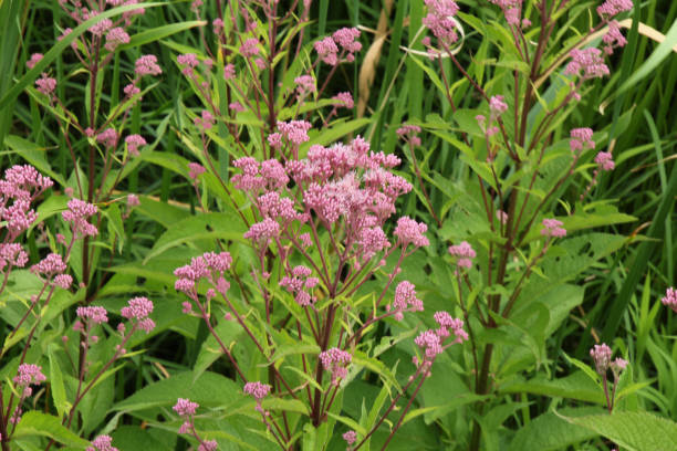 istock Purple Wildflower Clusters 1011241650