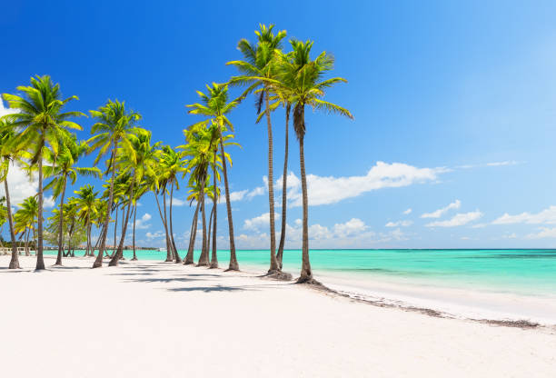 istock Coconut Palm trees on white sandy beach 1011241702