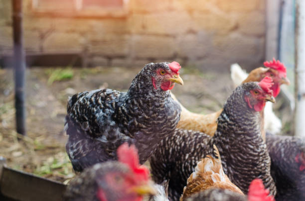 istock Chickens on the farm, farming, village 1011241830
