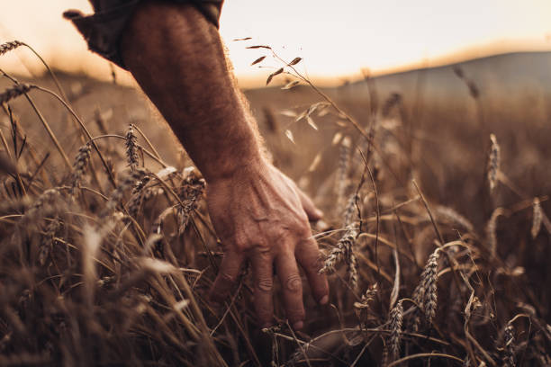 istock Farmer touching golden heads of wheat while walking through field 1011241928