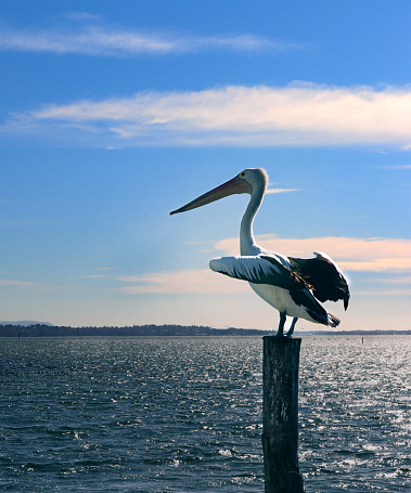 A pelican in mid-flight prepares for a water landing, its wings back and feet extended forward, against a serene ocean backdrop.